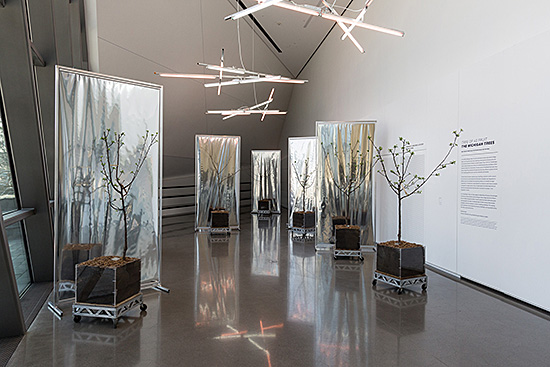 Sam Van Aken, Installation view of "Tree of 40 Fruit: The Michigan Trees", 2016. Eli and Edythe Broad Art Museum  at Michigan State University, East Lansing, MI, USA. Photo by Eat Pomegranate Photography.