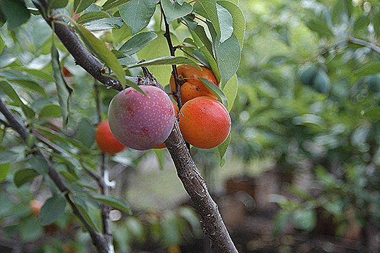 Sam Van Aken, "Tree of 40 Fruit" (detail), 2008–present. Photo courtesy of the artist.