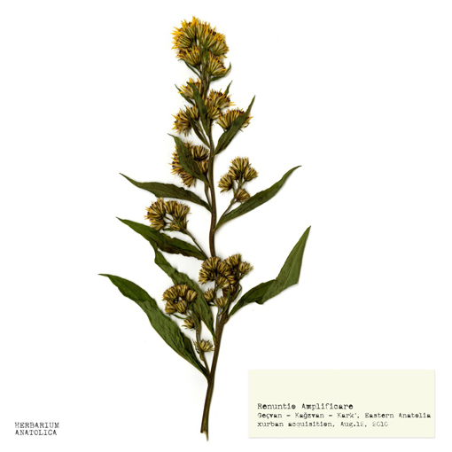 X- Urban Collective, Botany Carcinoma - Herbarium Antatolica (2010) 